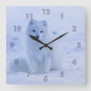 Suche nach arktischer fuchs poster Eisland