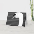 Suche nach schwarzer schwan karten Fotografie