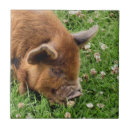 Suche nach niedliches schwein fliesen Haustiere