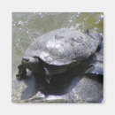 Suche nach schildkröte magnete Tier