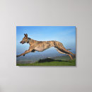 Suche nach windhund poster leinwandbilder Hunde