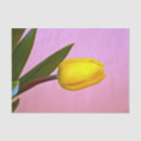 Suche nach gelbe tulpen seidenpapier Grün
