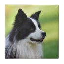 Suche nach weißer hund fliesen Haustier