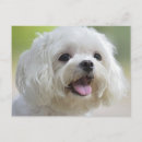 Suche nach malteses postkarten Hunde