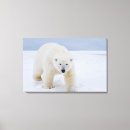 Suche nach eisbär leinwandbilder Fleischfresser