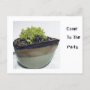 Suche nach sedum Sukkulent