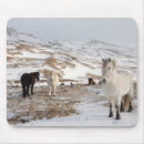 Suche nach isländisches pferd mousepads Equus caballus