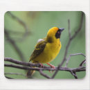 Suche nach gelber vogel mousepads Vogelvogel