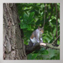 Suche nach eichhörnchen poster Baum
