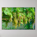 Suche nach grape poster Wine grapes