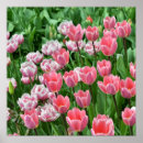 Suche nach rosa tulpen poster Natur