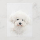 Suche nach bichon postkarten Dog
