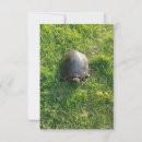 Suche nach schildkröte muschel karten Natur