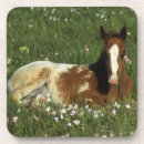 Suche nach appaloosa untersetzer Pferd