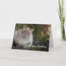 Suche nach ragdoll karten Katze