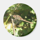 Suche nach dragonfly magnete Insekten