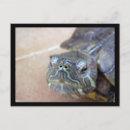 Suche nach naht postkarten Schildkröte