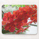 Suche nach orchideen blumen mousepads Rot