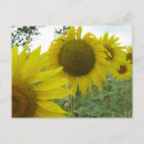 Suche nach sonnenblumen postkarten Botanisch