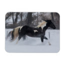 Suche nach laufende hors Quarter horse