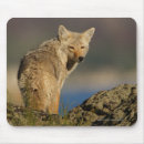 Suche nach werden sie kojote mousepads Natur