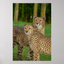 Suche nach duo poster Natur