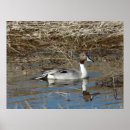 Suche nach drake poster Enten
