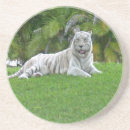 Suche nach weißer tiger untersetzer Wildtiere