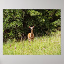 Suche nach hirsche kunst poster Wiese