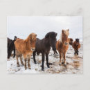 Suche nach icelandic poster Farm