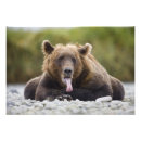 Suche nach fauler tag poster Tier