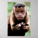 Suche nach schwarzer affe poster Tier