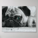 Suche nach schwarzer mops poster Schwarzes
