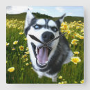 Suche nach huskygeschenk Sibirische huskygeschenke