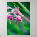 Suche nach makrofoto Blume