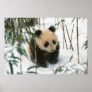 Suche nach kleiner panda poster Tier