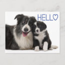 Suche nach collie postkarten Welpe