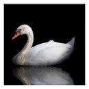 Suche nach weißer schwan poster Reflexion