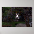 Suche nach spinnennetz poster Web