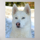 Suche nach sibirischer husky poster Blaue augen