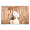 Suche nach weißes kalb poster Niedlich