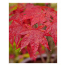 Suche nach japanischer ahorn poster Acer