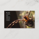 Suche nach spinne visitenkarten Spinnenartige tiere