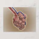 Suche nach blutgefäße poster Anatomie