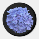 Suche nach hydrangea magnete Lila