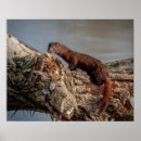 Suche nach amerikanisches poster Wild lebende tiere