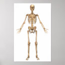 Suche nach menschliches skelett poster Knochen