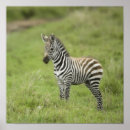 Suche nach plain poster Africa