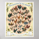 Suche nach hahn huhn huhn henne poster Geflügel