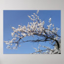 Suche nach kirschblüte poster Natur